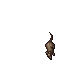 Rat