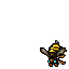 Wasp