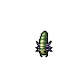 Larva
